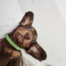 Dachshund Puppies from FureverFL