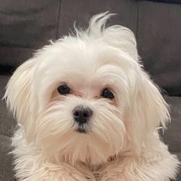 Maltese Puppies from B&O Maltese