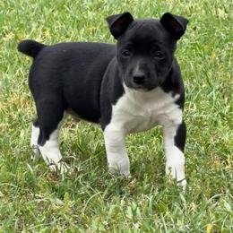 Boy 1 - Black and white male Rat Terrier puppy in Bee Branch, Arkansas from Rust Creek Rat Terrier’s