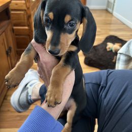 Dachshund Puppies from Dollhouse Miniature Dachshunds