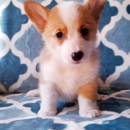 American Corgi and Pembroke Welsh Corgi Puppies from Whimsical Treasure Corgis