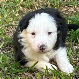 Sua - Black and white female Border Collie puppy in Mckinney, Texas from Border Collies of Ruidoso