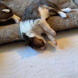 Mesa - Blue merle female Border Collie puppy in Chino Valley, Arizona from Dog Pond Border Collies
