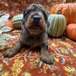 Dachshund Puppies from Sweet Home Alabama Dachshunds