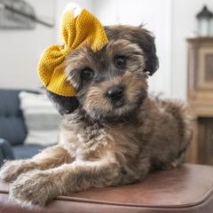 Assorted Doodle Crosses, Bernedoodle, Double Doodle, Goldendoodle, Labradoodle, and Whoodle Puppies from Our Little Farm Life Doodles