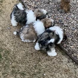 Shih Tzu Puppies from Willow Lane Shih Tzus