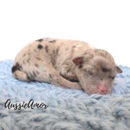 Blue Merle 3 - Blue merle male Miniature Australian Shepherd puppy in Pinehurst, Texas from Aussie Amor