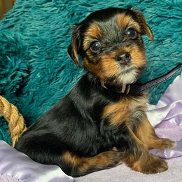 Yorkshire Terriers from OT’S PRECIOUS PUPS