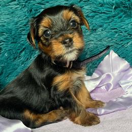 Yorkshire Terriers from OT’S PRECIOUS PUPS