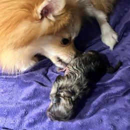 Milo - Orange sable male Pomeranian puppy in Zavalla, Texas from Precious Puff Poms