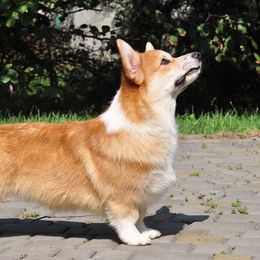 Shine - Pembroke Welsh Corgi
