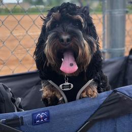 Cockapoo and Cocker Spaniel All Grown Up from Parker's Cockapoos