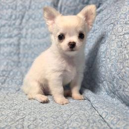 Long Coat Cream Boy - Cream and white male Chihuahua puppy in Cape Coral, Florida from Inspired Chihuahuas