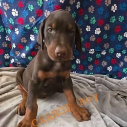 Orange - Red and rust male Doberman Pinscher puppy in Knox, Indiana from Double River Dobermans