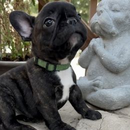 French Bulldog Puppies from Dreamabuls French Bulldogs