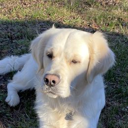 Clementine - Golden Retriever