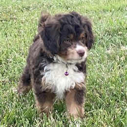 Boy 2 Purple Collar - Aussiedoodle puppy in Cross Plains, Tennessee from Cross-Tied Farm Aussiedoodles