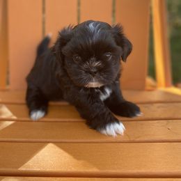 Boy 2 - Black and white Shih Tzu puppy in Palm Bay, Florida from Liza's Shih Tzus