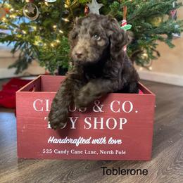 Aussiedoodle Puppies from White River Doodles