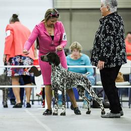German Shorthaired Pointer All Grown Up from Windward German Shorthaired Pointers