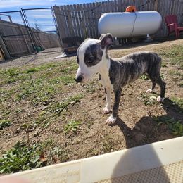 Patch - Fawn brindle male Whippet puppy in Fowlerville, Michigan from Bloom's County Kennel
