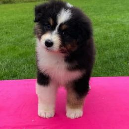Australian Shepherd Puppies from Impact Australian Shepherds