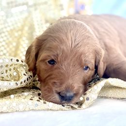 Goldendoodle Puppies from Dapper Doodles of Tennessee