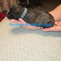Blue collar - Brindle female Boxer puppy in Mount Zion, Illinois from Foulk's Boxer Puppies