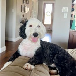 Bernedoodle and Goldendoodle All Grown Up from Austin Doodles & Poodles