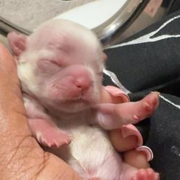 Winter - White female Shih Tzu puppy in San Tan Valley, Arizona from Pretty Paws Shih Tzu's