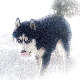 Ryzu - Siberian Husky