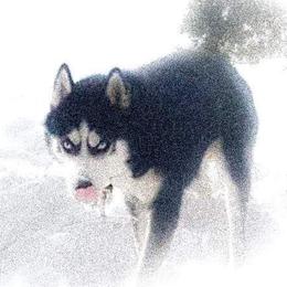 Ryzu - Siberian Husky