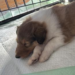 Cupid - Sable and white female Collie puppy in Morocco, Indiana from Collegiate Bassets and Rheign Collies