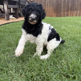 Blue Boy - Parti male Poodle puppy in Anna, Texas from Sweet Country Standards