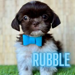 Rubble - Chocolate male Shih Tzu puppy in San Tan Valley, Arizona from My Puppy Tzu