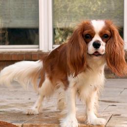 Finn - Blenheim male Cavalier King Charles Spaniel puppy in Katy, Texas from True Heart Cavaliers LLC