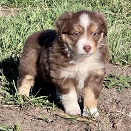 Ash - female Toy Australian Shepherd puppy in Bly, Oregon from Apacheblus Toy Aussies