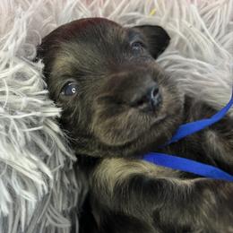 Hop - Cream male Dachshund puppy in Mt Sterling, Ohio from Murphy's 4 paws and a tail