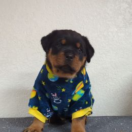 Rottweiler Puppies from Galaxia Rottweilers