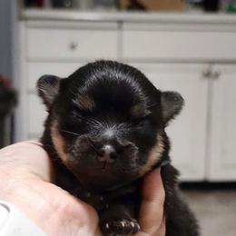 Joy - Black and tan female Pomeranian puppy in Fort Worth, Texas from Picture Perfect Poms