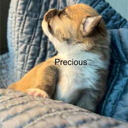 Pretty Precious Please - Red female Pembroke Welsh Corgi puppy in Blaine, Tennessee from Rose Brier Pembroke Welsh Corgis