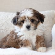 Maltipoo, Shichon, and Shihpoo Puppies from Timbercreek Puppies