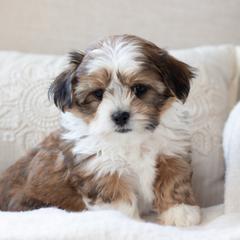 Maltipoo, Shichon, and Shihpoo Puppies from Timbercreek Puppies