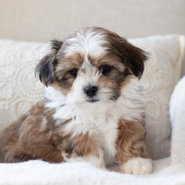Maltipoo, Shichon, and Shihpoo Puppies from Timbercreek Puppies