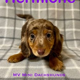 Hermione - Dapple female Dachshund puppy in Carlsbad, Texas from MV Mini Dachshunds