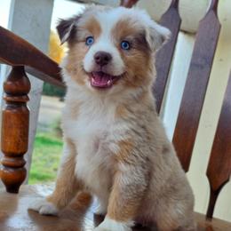 Honey - Red merle female Miniature Australian Shepherd puppy in Artois, California from Aloe Aussies