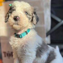 Donut (Mint Green) - Merle female Goldendoodle puppy in Toledo, Ohio from Avery Doodle Day LLC