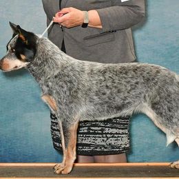 Australian Cattle Dog puppies from Adams Ranch ACDs