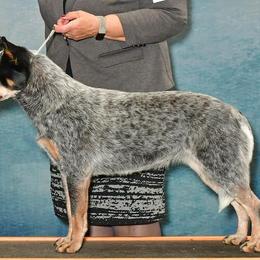 Australian Cattle Dog puppies from Adams Ranch ACDs