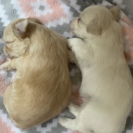 Buddy - Gold male Havanese puppy in Falkville, Alabama from Nanas Havanese